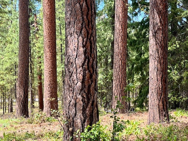 Black Butte Forest